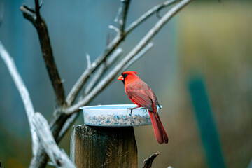 cardinal on a branch