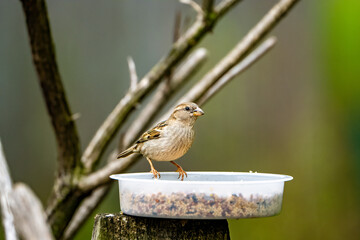 sparrow on a fence