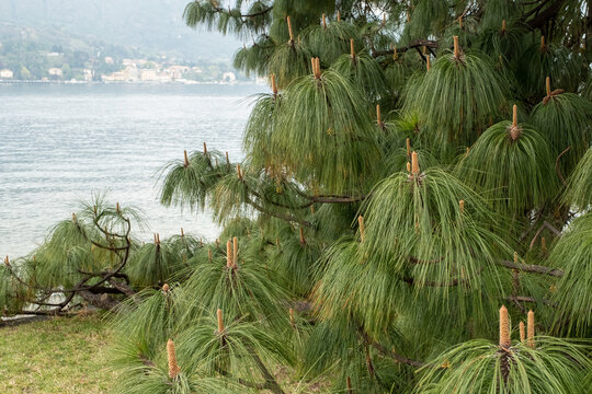 Pinus devoniana Nadeln und Austrieb