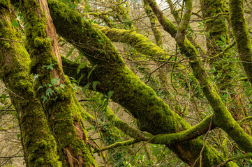 Dartmoor Wald – geneigte Moosbäume im sonnigen Licht