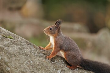 Naklejka na ściany i meble Small squirrel standing on the rock
