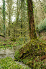 Dartmoor Wald – Wurzelbaum am Bach