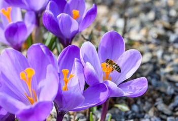 Bee on a purple flower outside in sunshine