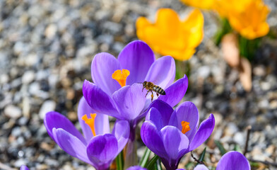 Bee on a purple flower outside sunny