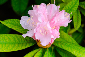 Blossoming Tree in Spring. Spring time in nature