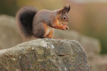 Closeup shot of a squirrel eating a nut