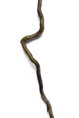 Vertical branch on a white background. Vertical orientation. Minimal creative concept.