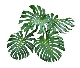 Green Monstera, philodendron leaves tropical plant evergreen vine isolated on white background, clipping path included