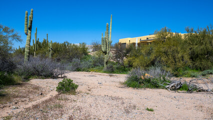 A wash between houses in Arizona