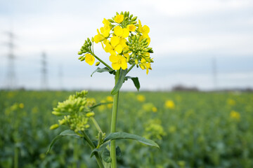 White mustard, Sinapis plant on the field