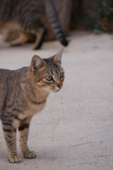 Pequeño gato mirando fijamente a un punto