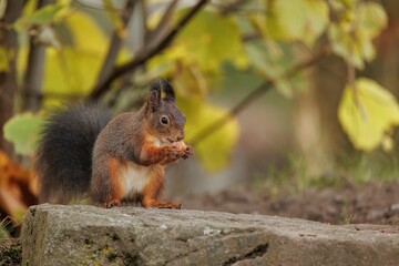 Naklejka na ściany i meble Closeup shot of a squirrel eating a nut