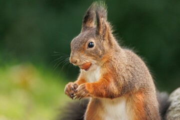 Closeup view of a squirrel