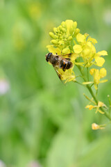 closeup the brown black honey bee hold on mustered yellow flower with plants and leaves in the farm soft focus natural green brown background.
