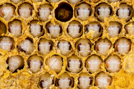 bee larvae 