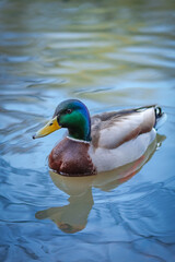 duck in the water
