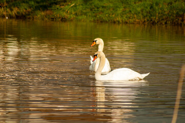 beautiful swan swims on the lake