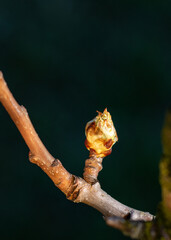 Pear bud close-up. fruit tree bud. bud opening. bud of a tree. a branch of a tree in the sun. pear bud on a green background. pear bud on a dark background