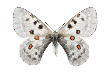  The large keeled Apollo (Parnassius tianschanicus) isolated on white