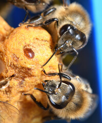 varroa destructor