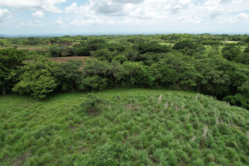 Fototapeta na wymiar Green natural forest in tropical background