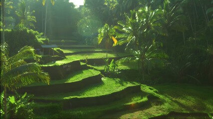 tropical forest in the ricefield