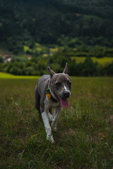 american staffordshire terrier