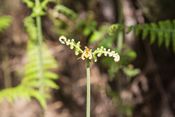 Nature, garden and landscape architecture in Madeira, Portugal- Stem of a rising eagle fern or bracken at the high plateau Paul da Serra, close up, brown green blurred background
