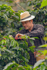 Asian man in hat picking coffee beans