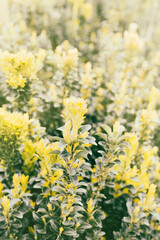 Spring plant field, selective focus. Sunny nature vertical background