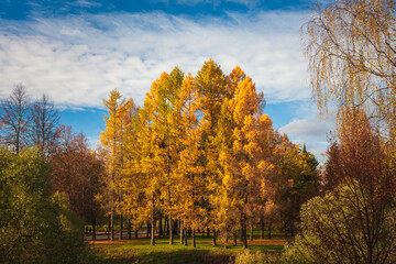 Landscape park in Pavlovsk, Russia