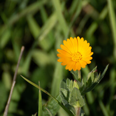 yellow flower in the grass