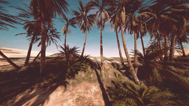 Palm trees in Al Ain oasis