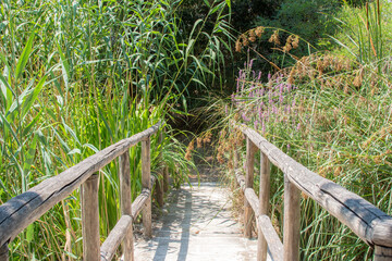 wooden bridge in a nature park