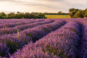 Naklejka na ściany i meble Detail of a lavender field in the Southern French Provence, on a sunny summer afternoon.