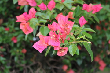 beautiful pink plants on tree branches. flowers on the tree. beautiful flowers co of roses. pink and green in nature.