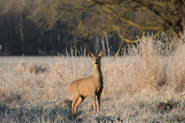 deer in the woods