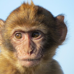 close up portrait of a Barbary macaque youngstar – macaca sylvanus in gibraltar