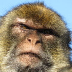 close up portrait of a Barbary macaque male – macaca sylvanus in gibraltar