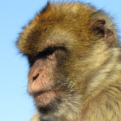close up portrait of a Barbary macaque male – macaca sylvanus in gibraltar