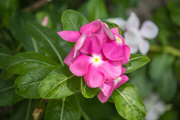Close up Catharanthus roseus or madagascar periwinkle purple flowers blooming in garden. Madagascar periwinkle, Vinca, Old maid, Cayenne jasmine, Rose periwinkle have beautiful purple-pink flowers.