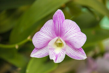 Close up of a Pink and White Dendrobium Orchid Flower.