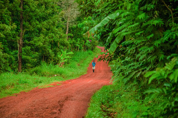 A dirt and gravel road leading through the african rainforest and jungle of Africa.