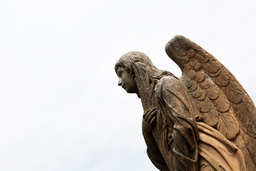 Palma angelicál