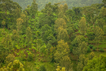 Beautiful lush green West African rain forest during amazing sunset in Tanzania on the slopes of...