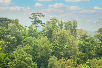 Obraz premium Beautiful lush green West African rain forest during amazing sunset in Tanzania on the slopes of Mount Kilimanjaro.
