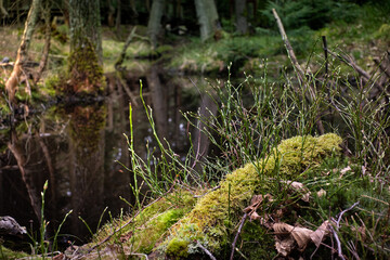 Czarny Staw Zwierzyniec Roztocze. Czarny Staw w Roztoczańskim Parku Narodowym