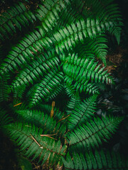 green fern background