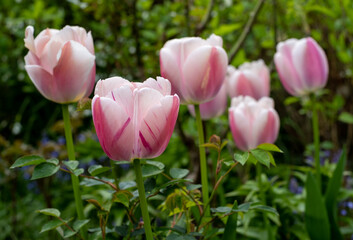 Stunning pink tulips amidst other spring flowers in the flower beds at Eastcote House Gardens, historic walled garden maintained by a community of volunteers in the London Borough of Hillingdon, UK. 