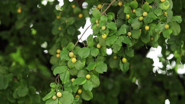 ju&aacute; - branch of the juazeiro tree with ripe fruits